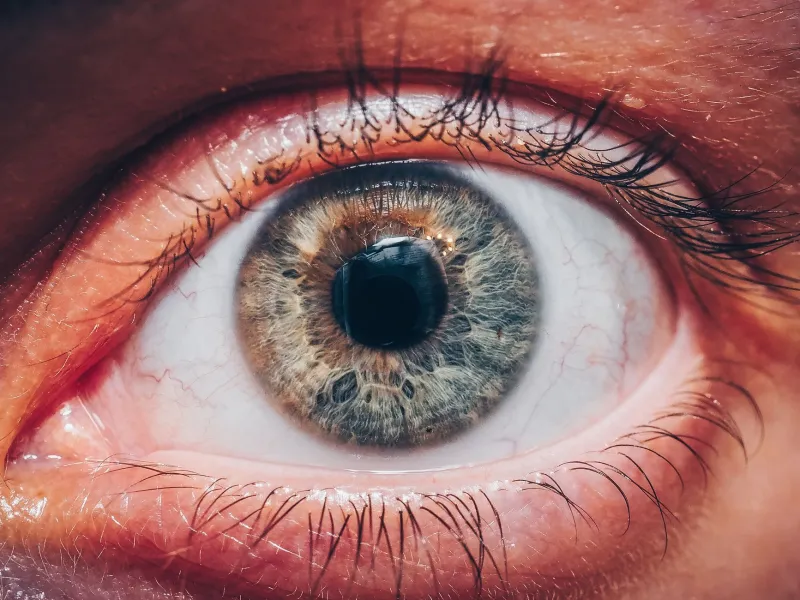 The Gap That Isn't There: What the Brain's Physiological Blind Spot Reveals About the Architecture of Perception